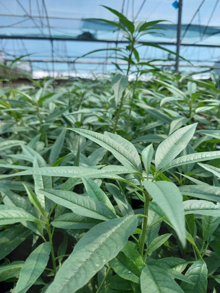 پایه جی اف
