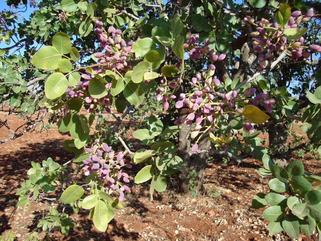 پسته هییبریدی